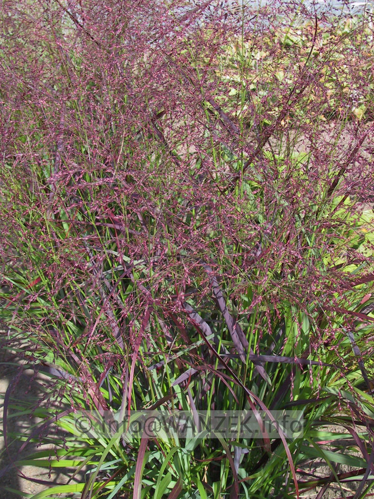 Panicum virgatum Shenandoah 1.JPG
